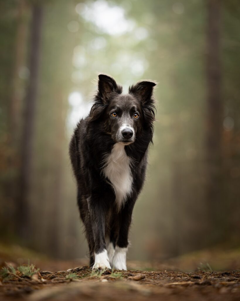 Photographie d'un chien border collie dans une forêt près d'Haguenau
