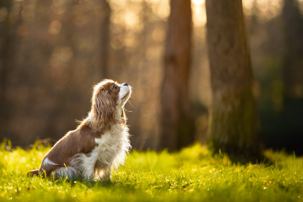 Photographie d'un chien cavalier king charles au coucher du soleil dans un parc à Strasbourg