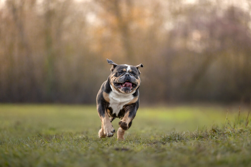 Photographie d'un chien Old English Bulldog qui court en extérieur dans le Bas-Rhin