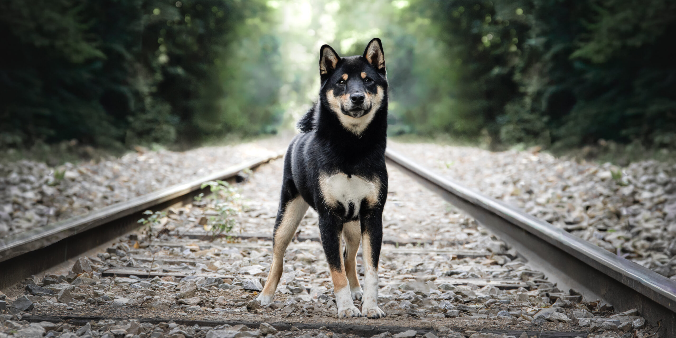 Un chien debout sur les rails d'un train en forêt