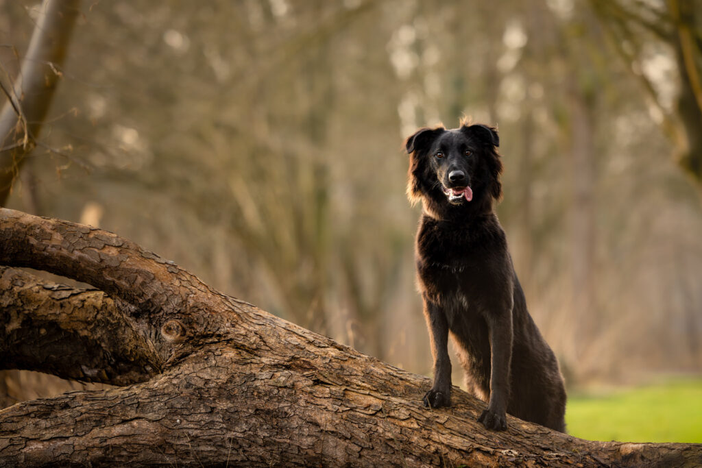 Photographie d'un chien qui tire la langue au sentier du héron en Alsace