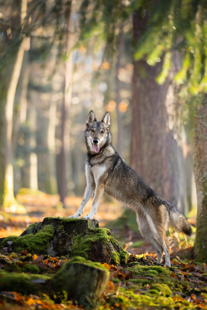 Photographie d'un chien tamaskan en forêt dans le Haut-Rhin