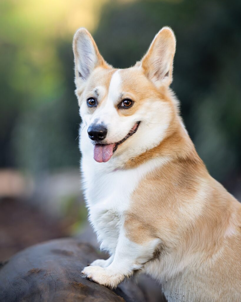Photographie portrait d'un chien corgi qui sourit en extérieur au parc de l'orangerie à Strasbourg