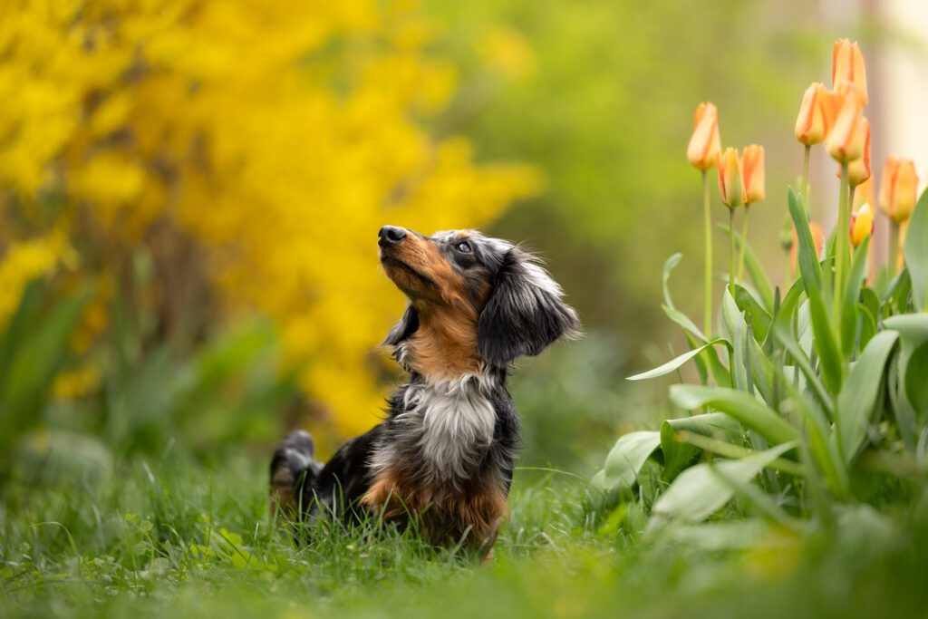 Photographie d'un chien teckel à poils long nain chiot à Ribeauvillé en Alsace