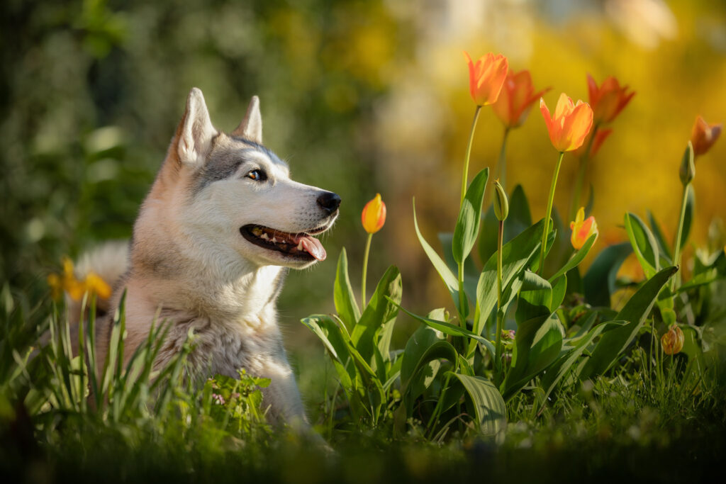 Photographie d'un chien Husky entouré de tulipes en extérieur à Ribeauvillé