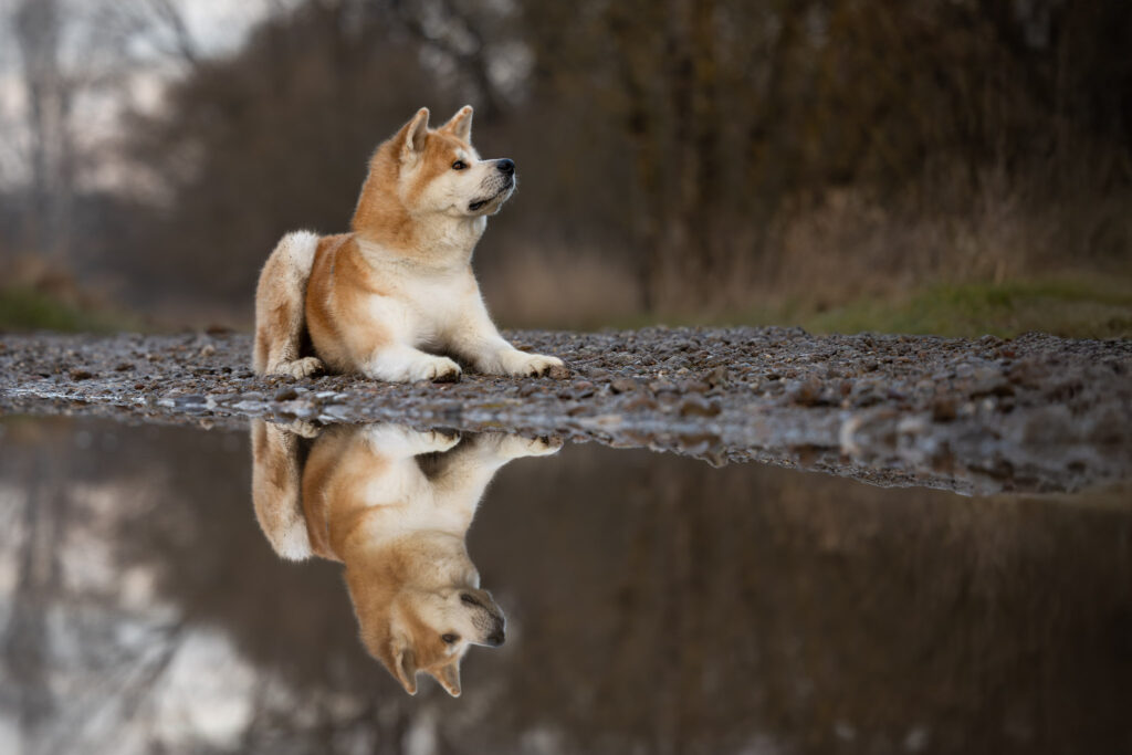 Photographie d'un chien akita couché à côté de l'eau à Sélestat en Alsace