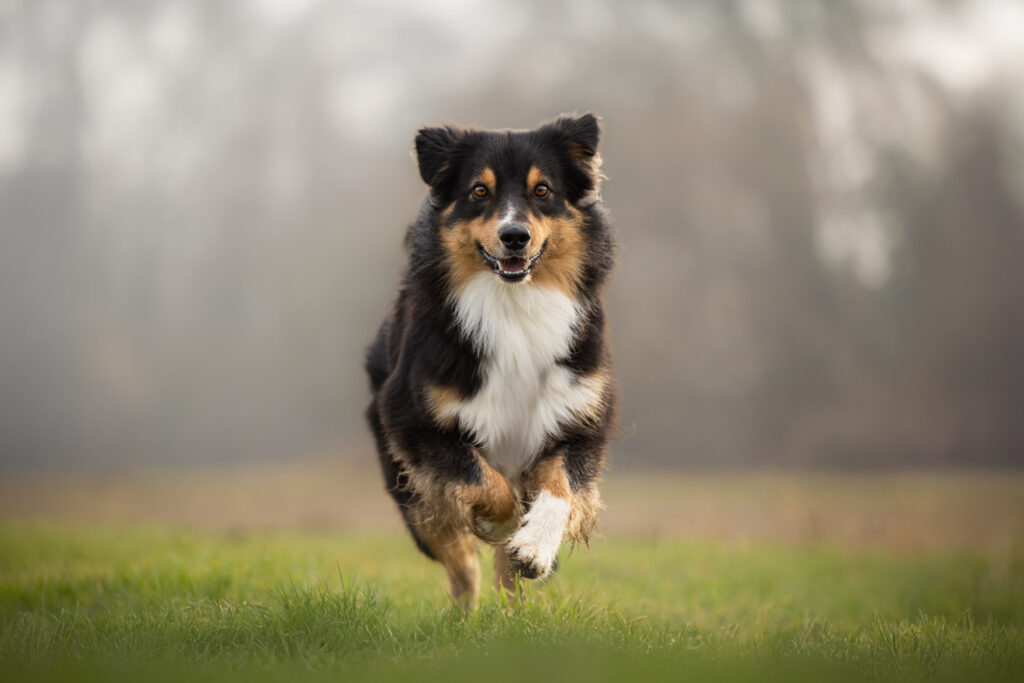 Photographie d'un chien berger qui court en extérieur dans le Bas-Rhin