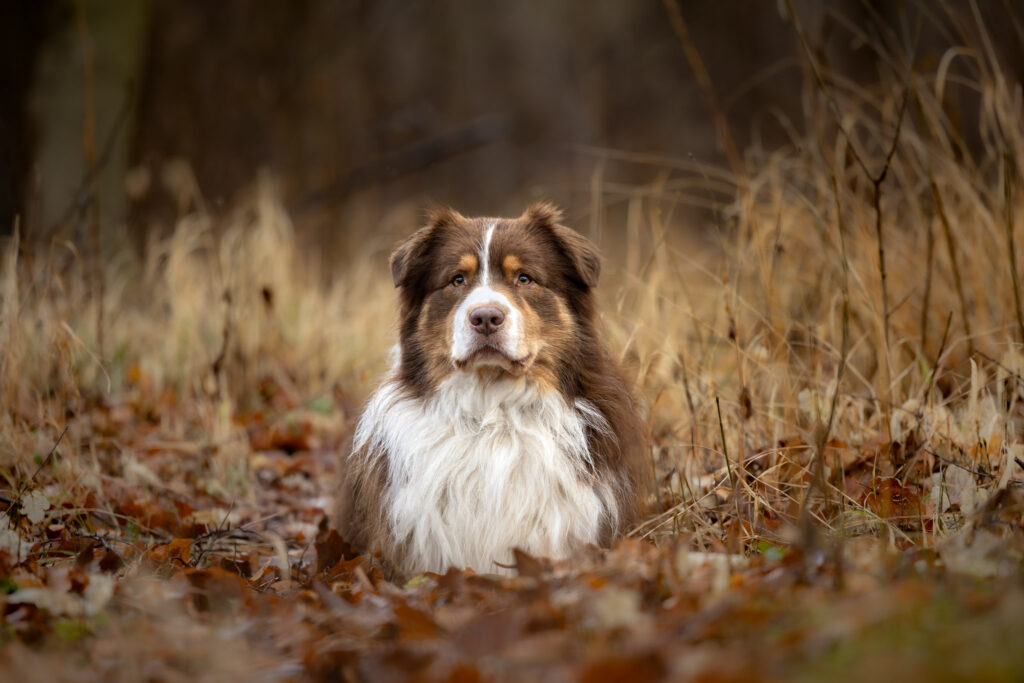 Photographie d'un chien berger couché dans la forêt en automne dans le Bas-Rhin