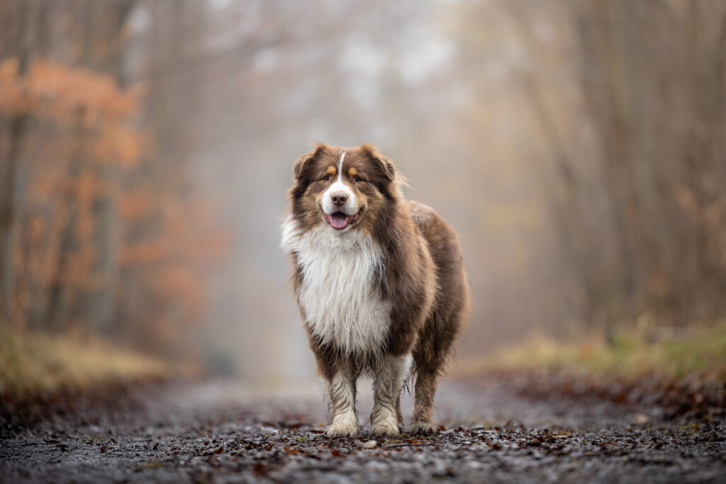 Photographie d'un chien berger dans un sentier de forêt en automne en Alsace