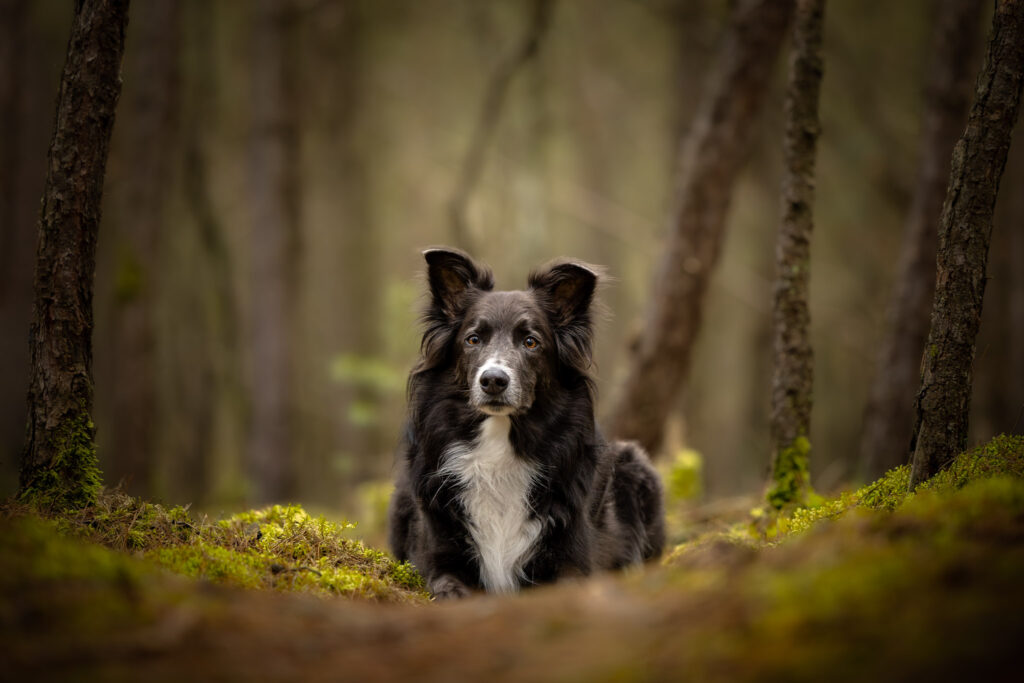 Photographie d'un chien border collie en forêt extérieur à la lumière naturelle en Alsace