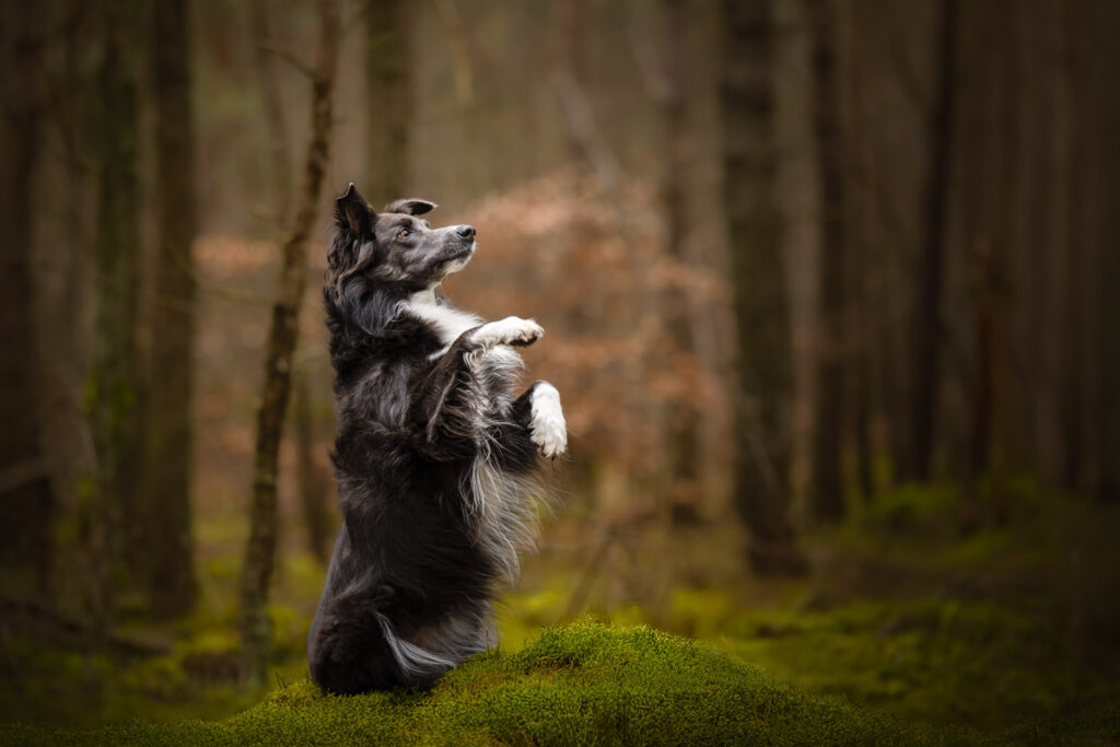 Photographie d'un chien border collie qui fait le beau en forêt en Alsace