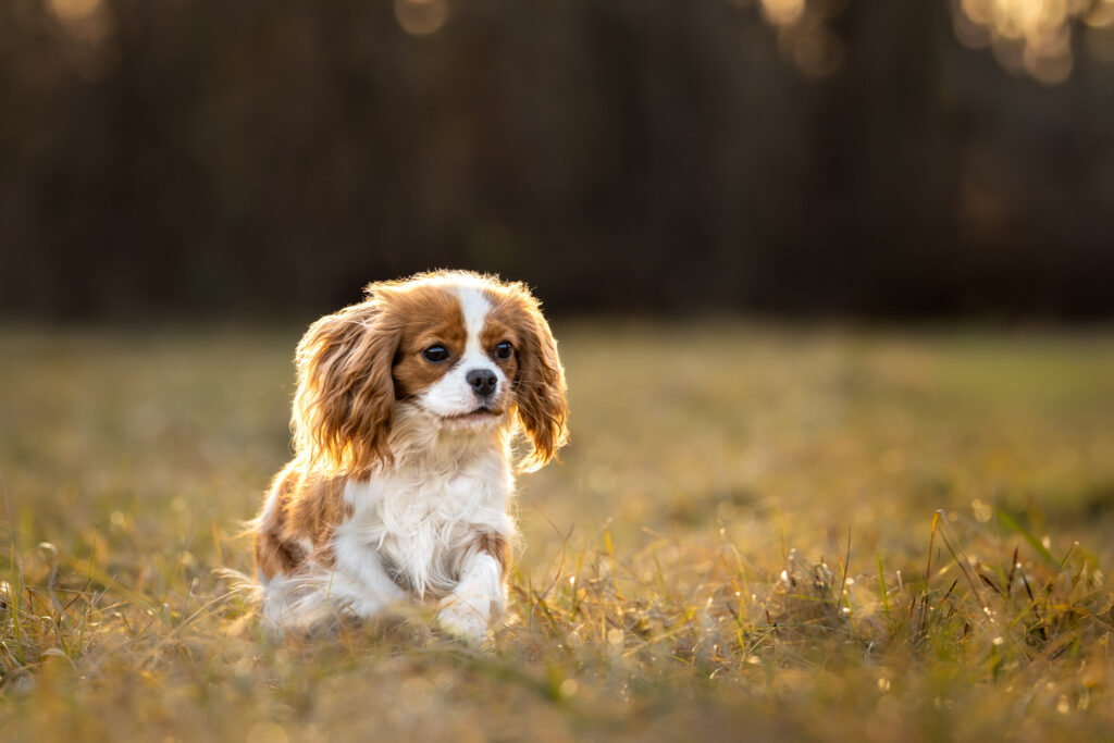 Photographie d'un chien cavalier king charles qui court au parc de Pourtalès à Strasbourg