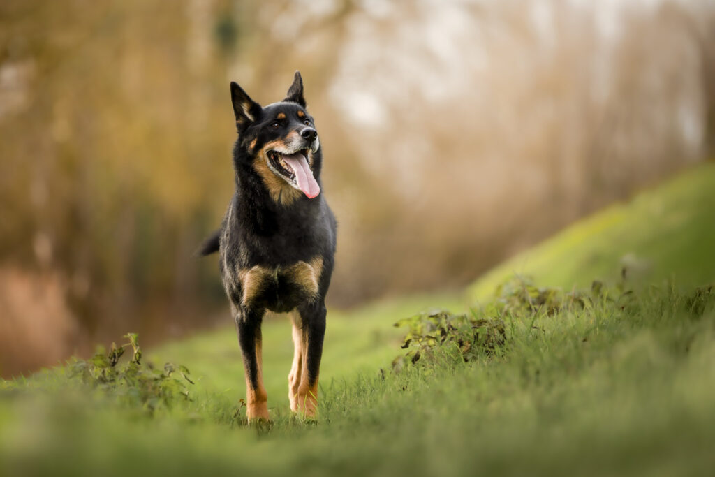 Photographie d'un chien beauceron au bord de l'Ill