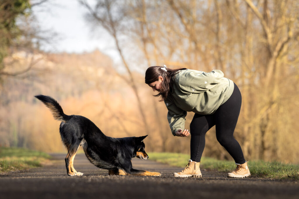 Photographie d'un chien beauceron et son maître entrain de faire une révérence en Alsace