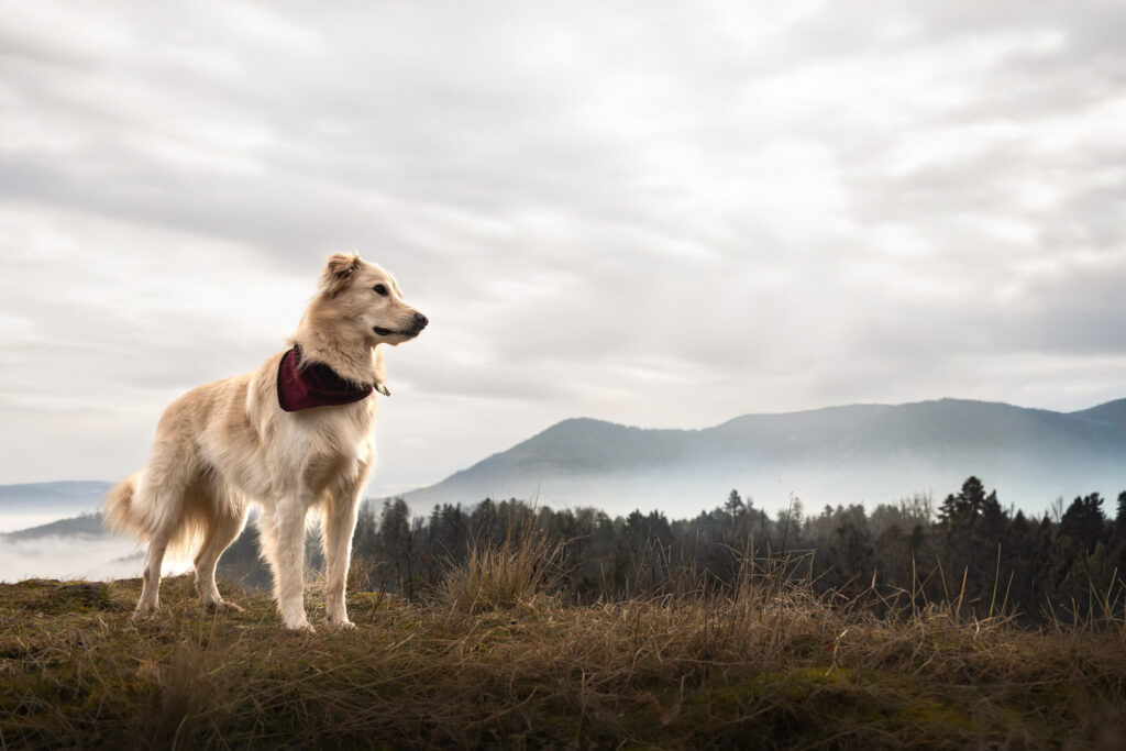 Photographie d'un chien qui regarde au loin avec un paysage alsacien