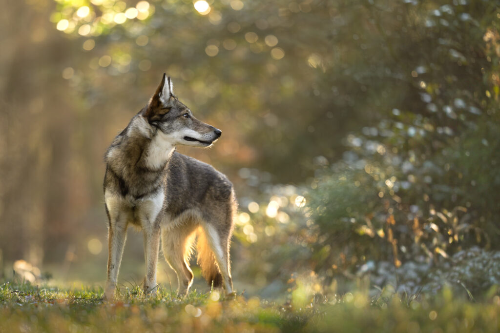 Photographie d'un chien loup tamaskan en forêt à Thannenkirch en Alsace