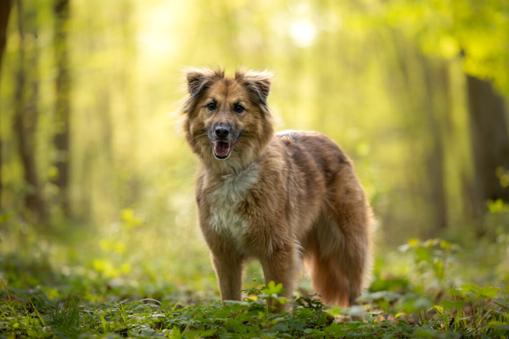 Photographie d'un chien croisé en forêt dans le Haut-Rhin