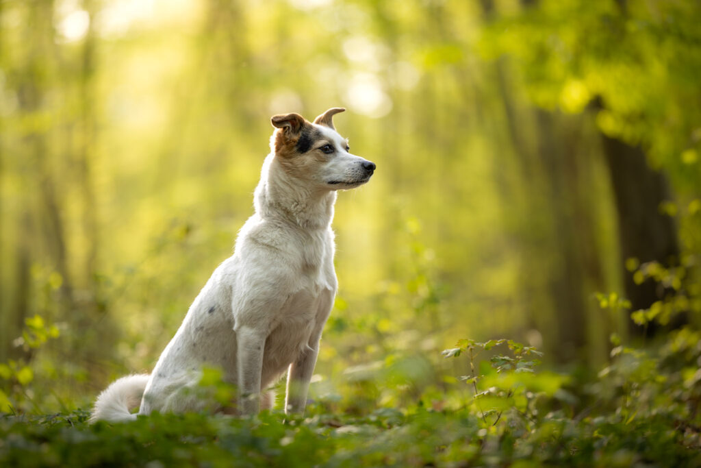 Photographie d'un chien croisé en forêt en extérieur dans le Haut-Rhin