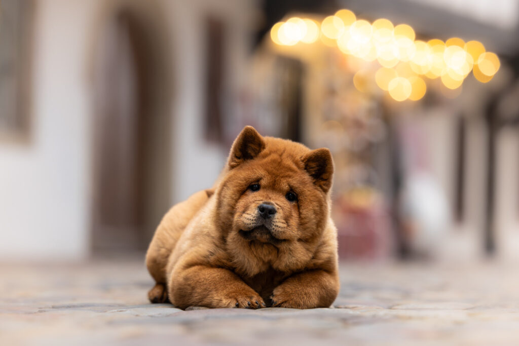 Photographie d'un chiot chow-chow qui pose dans le centre ville de Strasbourg