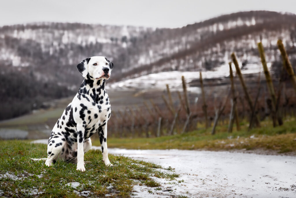 Photographie d'un chien dalmatien dans les vignes enneigées de Kaysersberg en Alsace