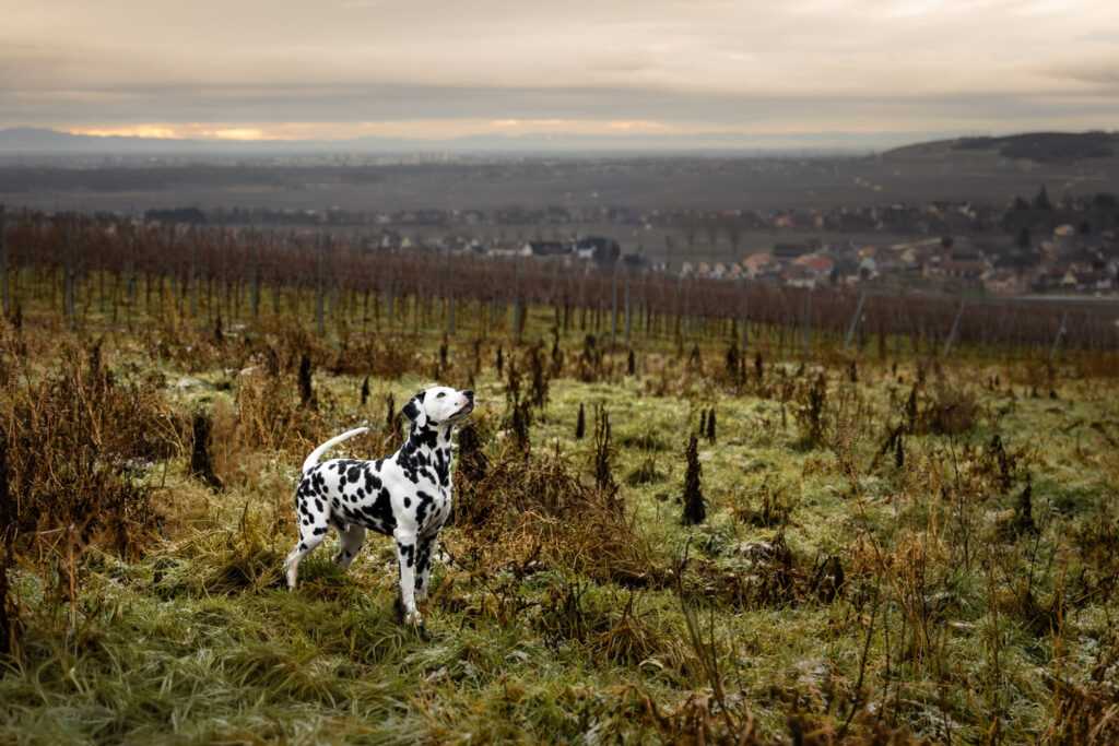 Photographie d'un chien dalmatien dans les vignes alsaciennes en automne