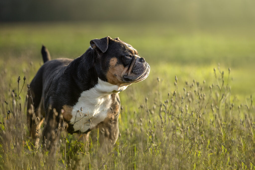 Photographie d'un chien Old English Bulldog au coucher du soleil à Eckbolsheim en Alsace