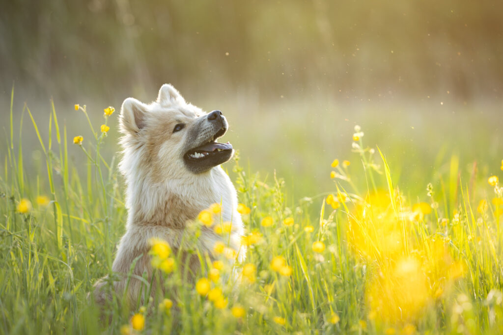 Photographie d'un chiot eurasier dans un champ de fleur à côté de Strasbourg