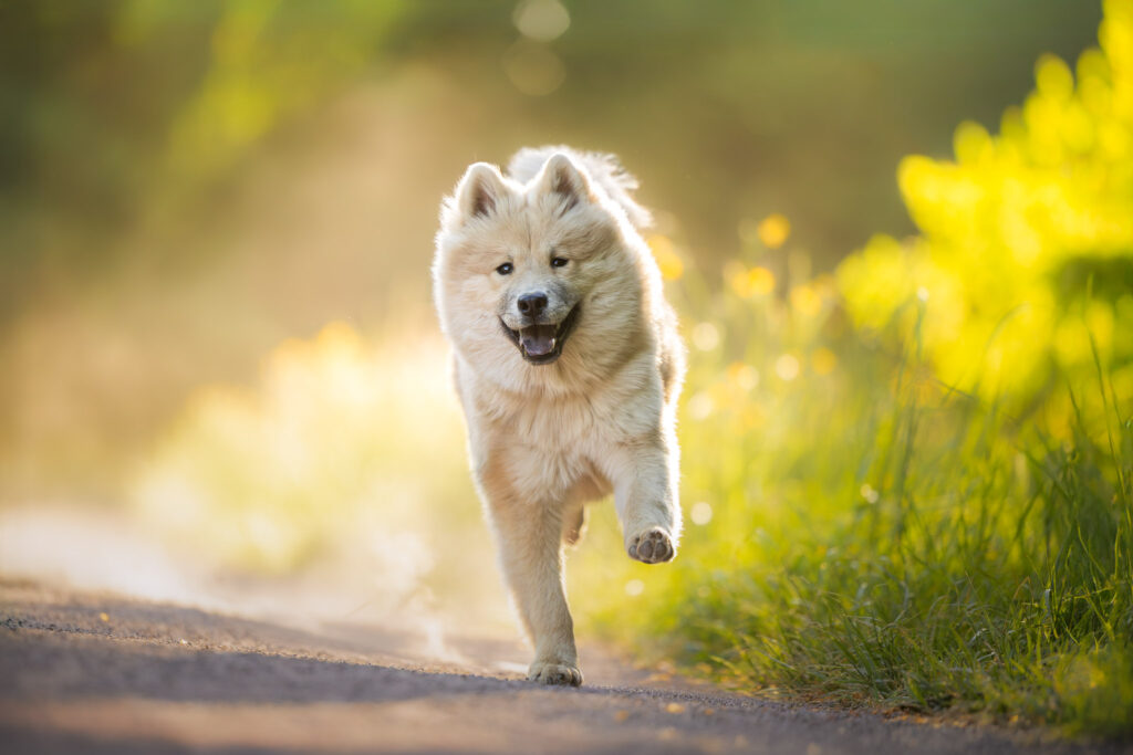 Photographie d'un chiot eurasier qui court à la lumière colorée dans le Bas-Rhin