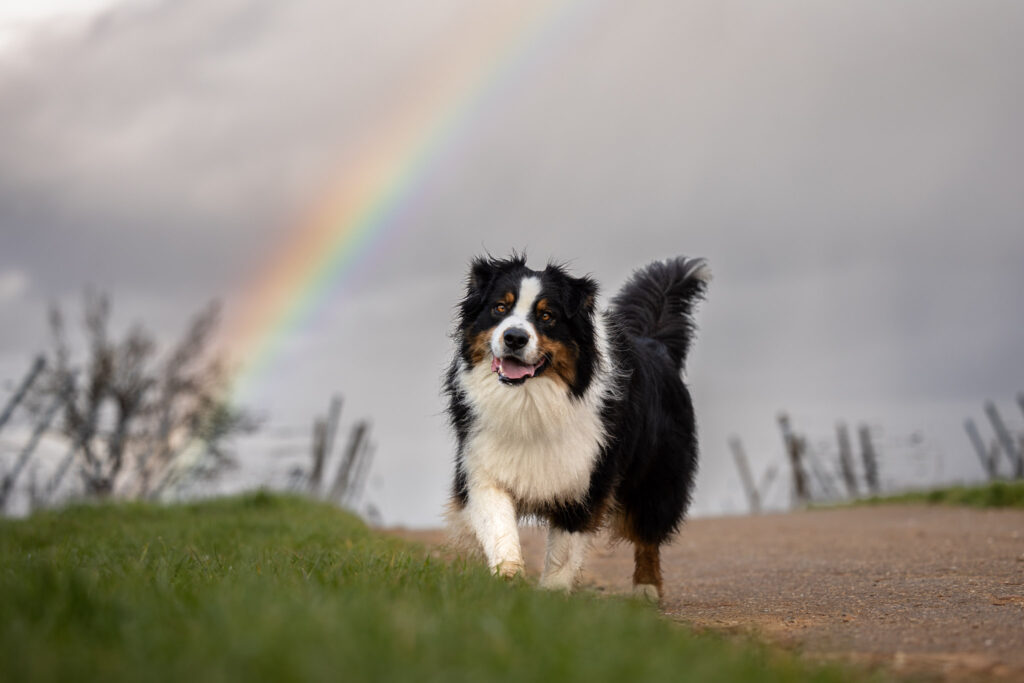 Photographie d'un chien berger en extérieur dans le Haut-Rhin avec un arc-en-ciel