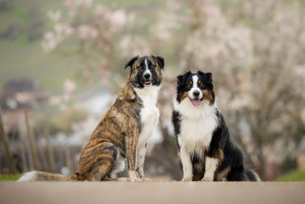 Photographie de deux chiens copains dans le Haut-Rhin
