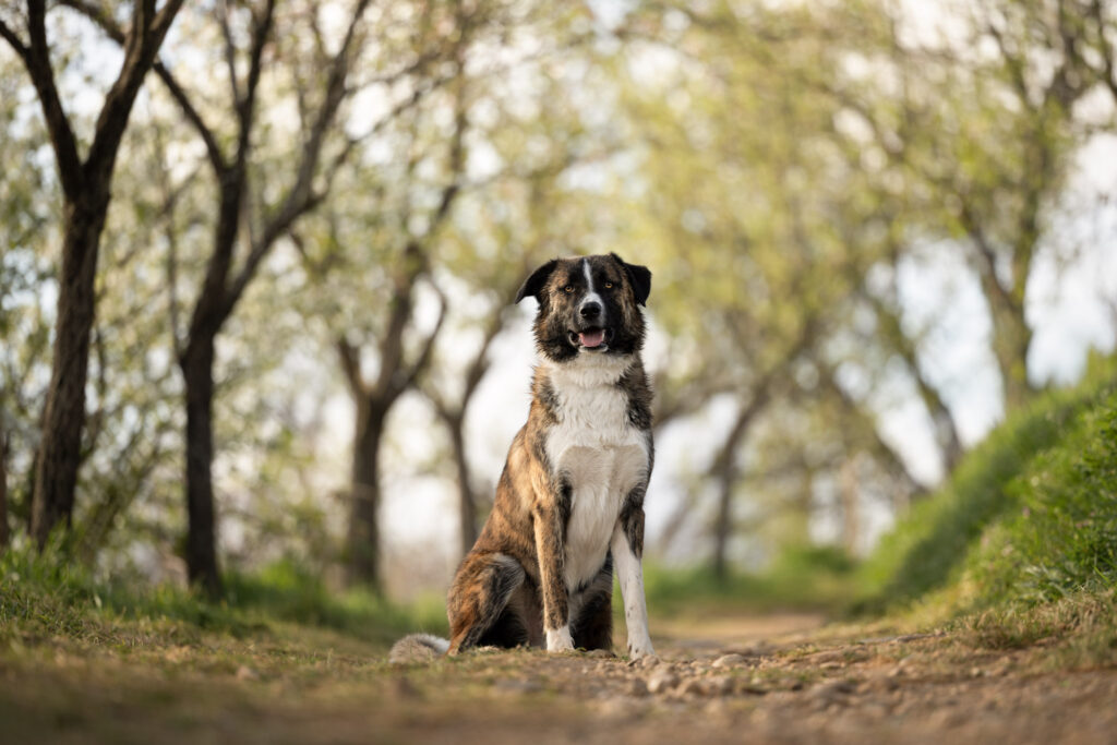 Photographie d'un chien dans une allée d'amandiers dans le Bas-Rhin