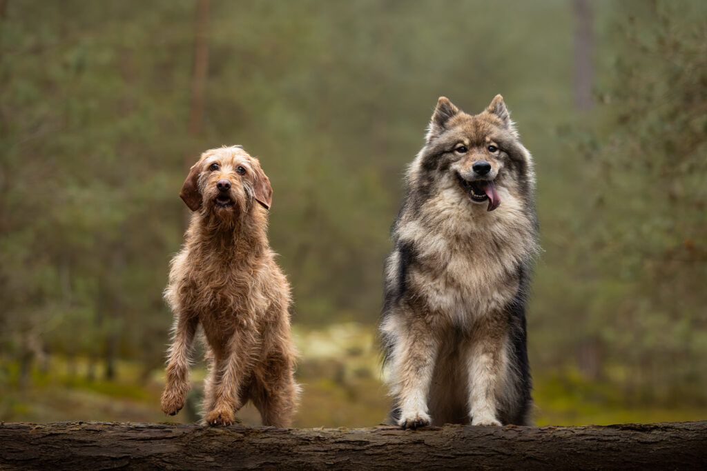 Photographie d'un eurasier et d'un fauve de bretagne qui posent en Alsace