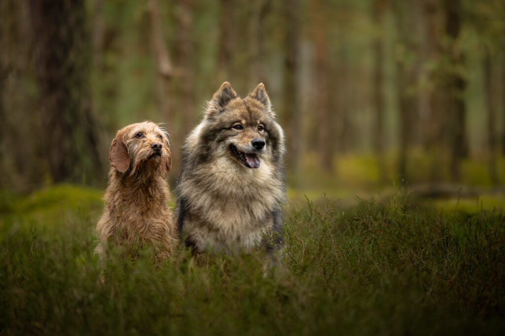 Photographie d'un eurasier et d'un fauve de bretagne en forêt dans le Bas-Rhin
