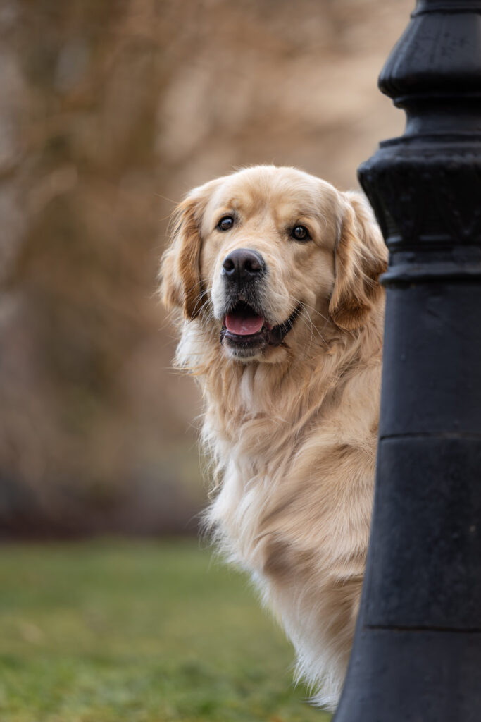 Photographie d'un portrait d'un chien golden retriever qui sourit dans le centre ville de Colmar