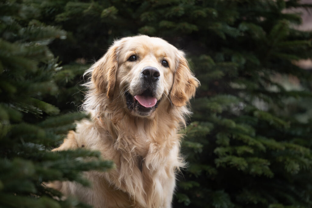 Photographie d'un portrait d'un chien golden retriever à Colmar