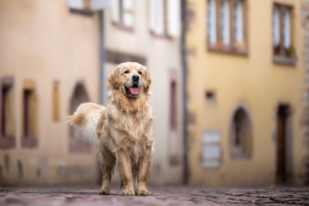 Photographie d'un chien golden retriever content dans les rues de Colmar