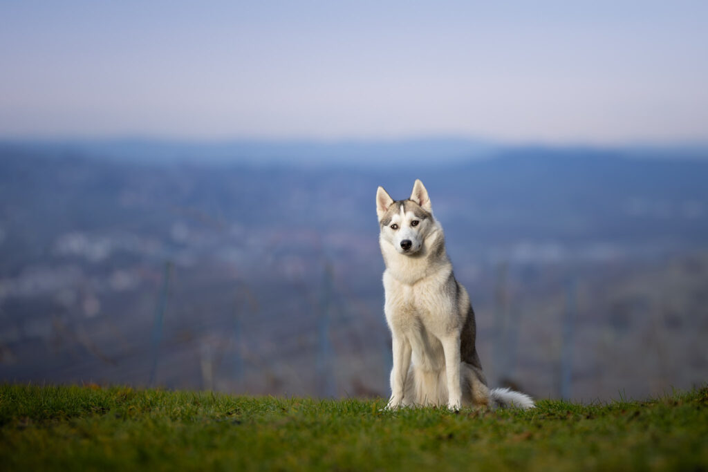 Photographie d'un chien husky dans les vignes de Soultz-les-bains en Alsace