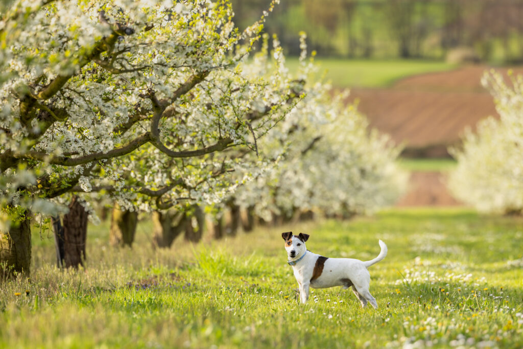 Photographie d'un chien jack russell au milieu des cerisiers en fleur dans le Bas-Rhin