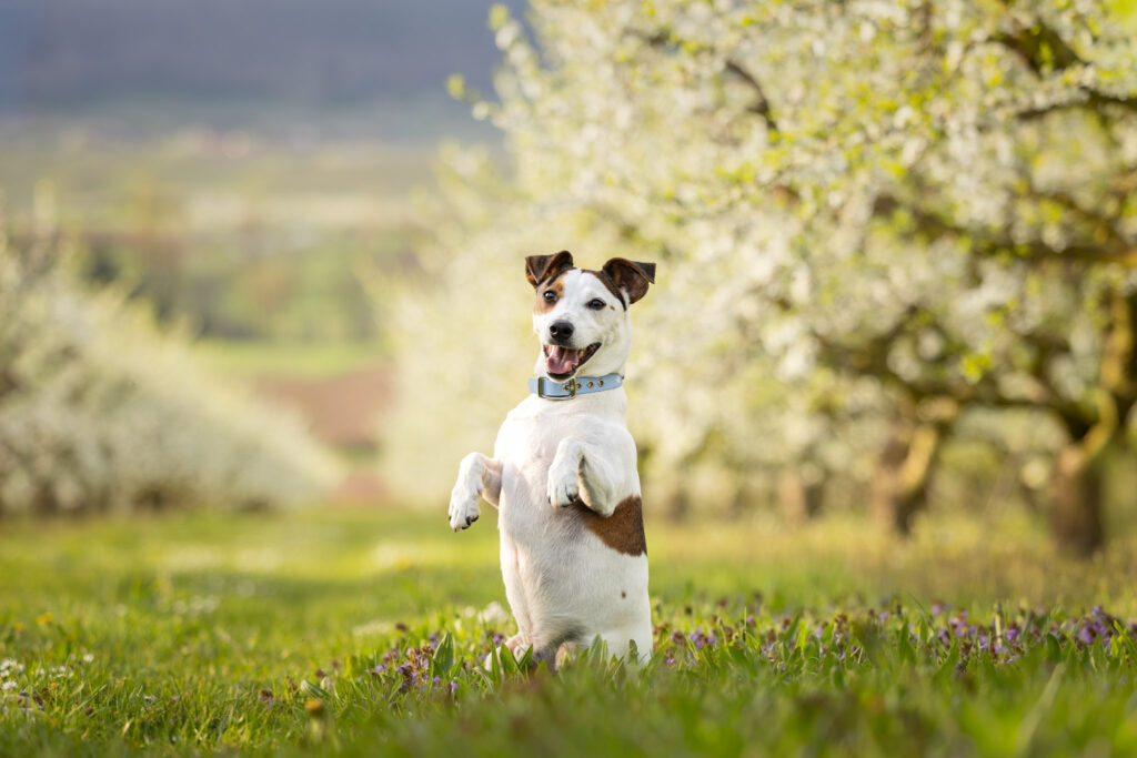 Photographie d'un chien jack russell dans des cerisiers en fleur dans le Bas-Rhin
