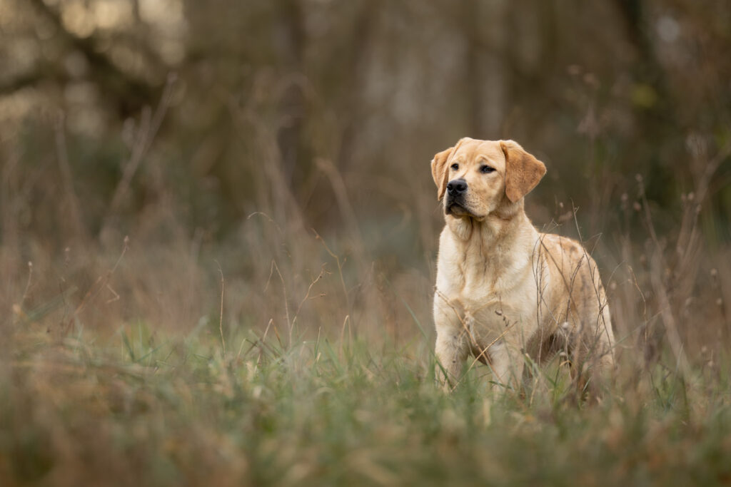 Photographie d'un chien labrador dans la nature dans le Bas-Rhin