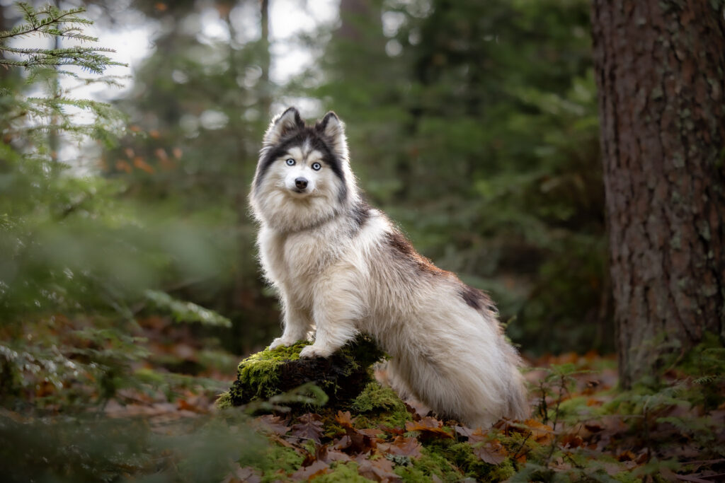 Photographie d'un chien pomsky dans une forêt sur un souche d'arbre en Alsace