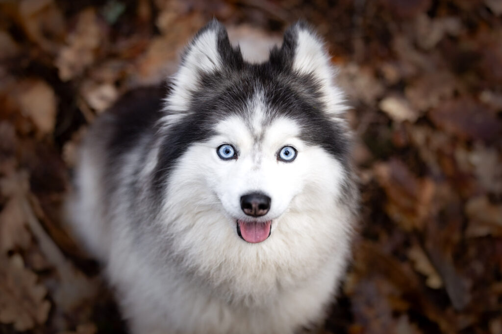 Photographie portrait d'un chien Pomsky en extérieur en Alsace