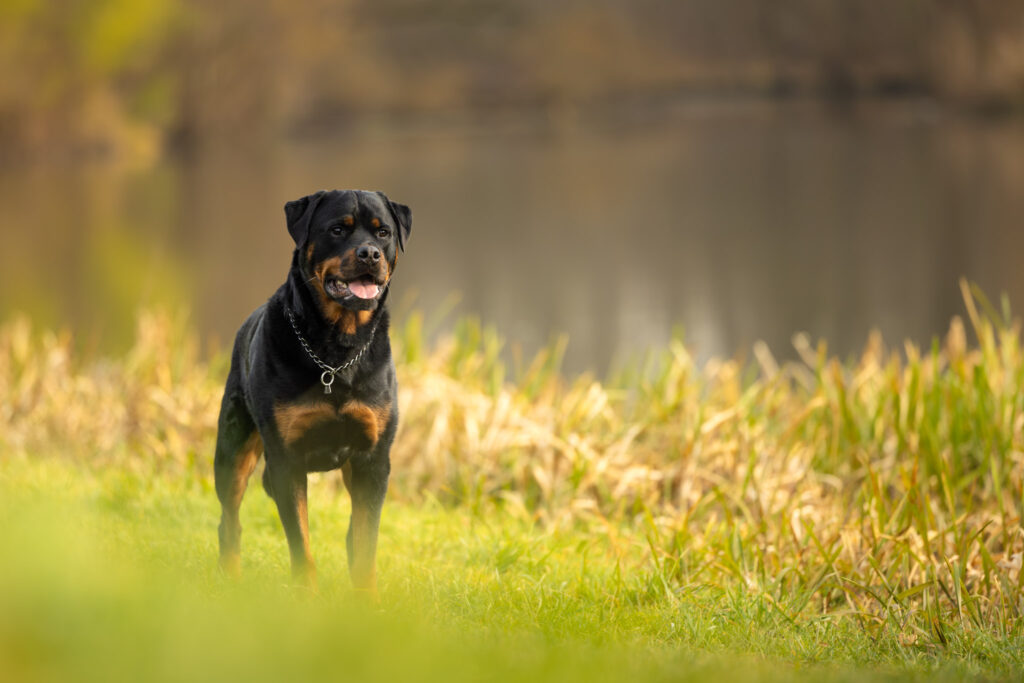 Photographie d'un chien rottweiler au bord de l'eau dans le Bas-Rhin