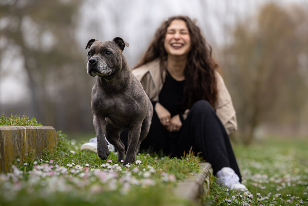 Photographie d'un chien staffy avec son maître au jardin des deux rives à Strasbourg