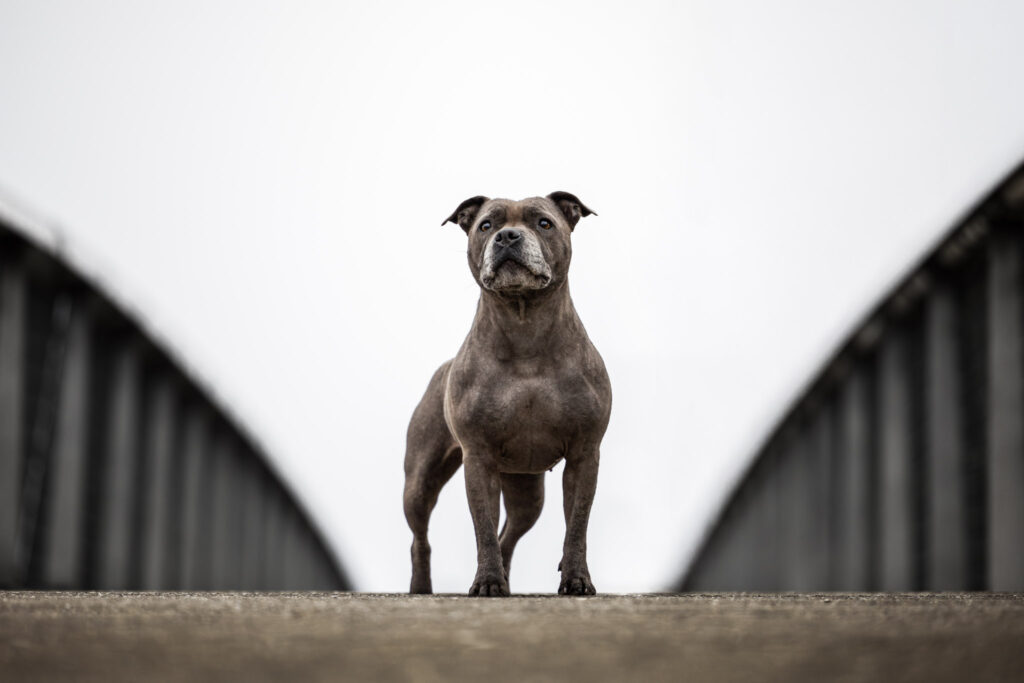 Photographie d'un chien staffy qui pose sur un pont en extérieur à Strasbourg