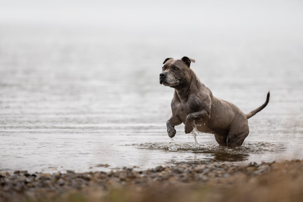 Photographie d'un chien staffy qui court dans l'eau dans le Bas-Rhin à Strasbourg