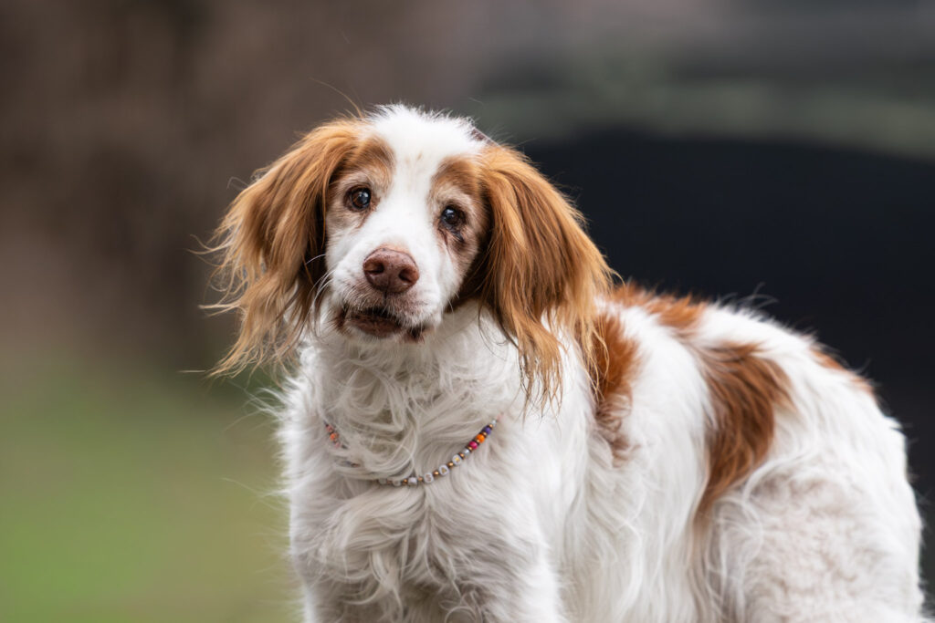 Photographie d'un vieux chien épagneul breton aveugle et sourd à Strasbourg