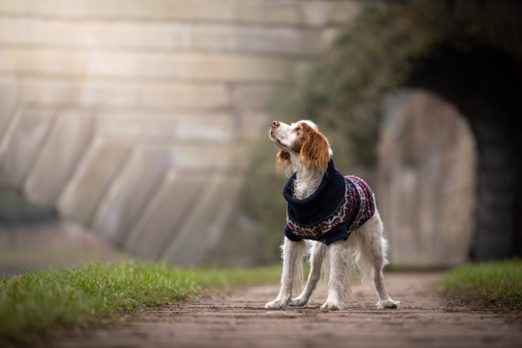 Photographie d'un vieux chien épagneul breton sur les quais de Strasbourg