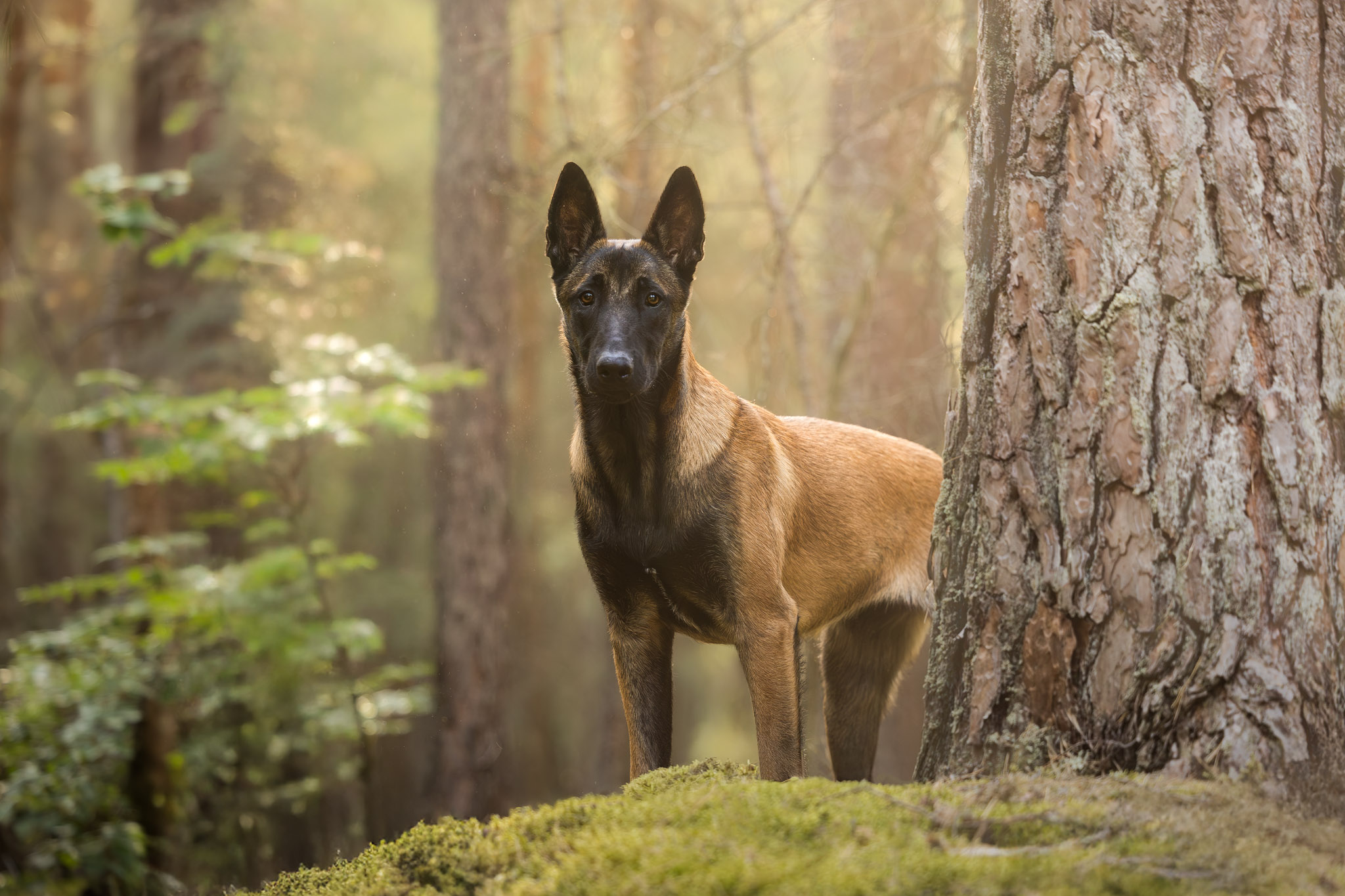 Photographie d'un portrait d'un chien malinois dans une forêt alsacienne à côté d'un arbre
