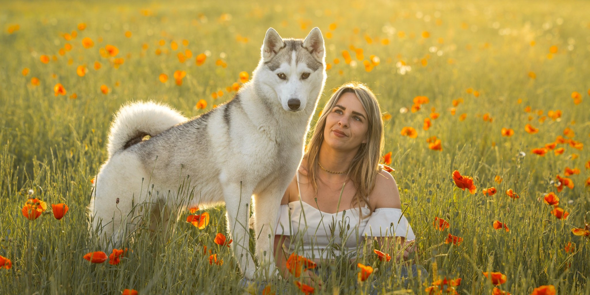 Photographie d'un husky à côté de sa maman dans un champ de coquelicot au coucher du soleil en Alsace